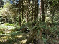 IMG_5912.jpeg