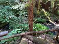 IMG_5954.jpeg