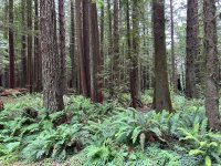 IMG_6005.jpeg