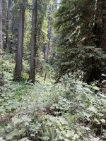 IMG_6007.jpeg