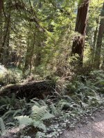 IMG_6010.jpeg
